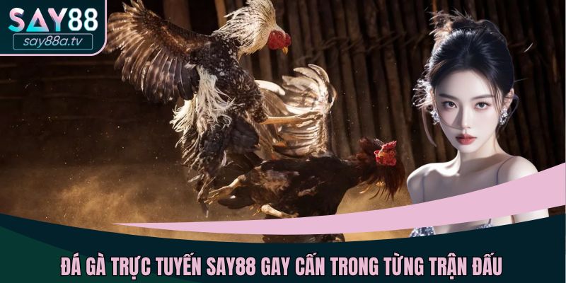 Đá gà trực tuyến SAY88 gay cấn trong từng trận đấu
