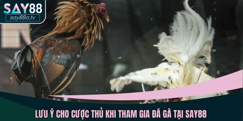Lưu ý cho cược thủ khi tham gia đá gà tại SAY88
